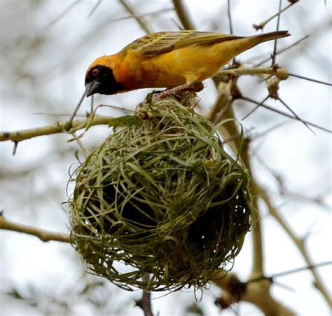 鸟筑巢 感谢邻居的方法